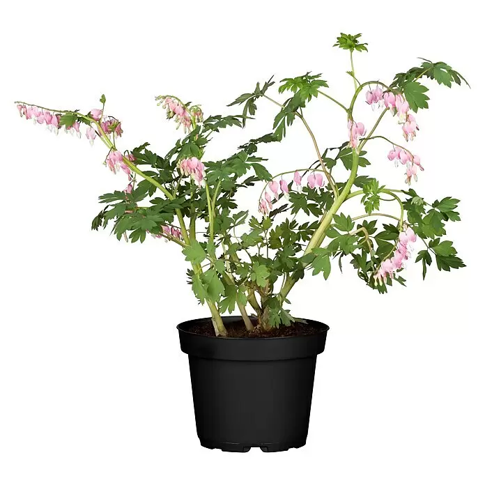 Piardino Tränendes HerzDicentra spectabilis, Topfgröße: 17 cm, Rosa