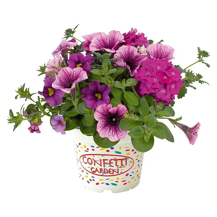 Piardino Balkonpflanzen-Mix Confetti Garden - Topfgröße: 12 cm - Konfetti Garten-Topfpflanze mit einer bunten Mischung aus rosa und lila Blüten, ideal für jeden Gartenliebhaber.