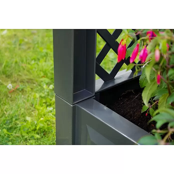 KHW Rosenbogen - Anthrazit, 174 x 43 x 207 cm, Ausstattung: 2 Pflanzkästen - Dunkelgrauer Pflanzkübel mit integriertem Spalier, gefüllt mit Erde und Fuchsienblüten.
