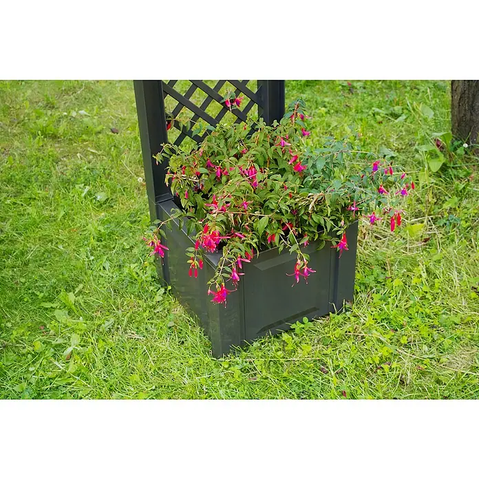 KHW Rosenbogen - Anthrazit, 174 x 43 x 207 cm, Ausstattung: 2 Pflanzkästen - Eine Nahaufnahme eines schwarzen Pflanzkastens mit Spalier und üppigen Fuchsien in einem grünen Garten.