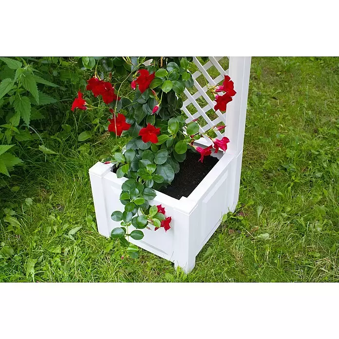 KHW Pflanzkasten - Außenmaß (L x B x H): 43 x 43 x 140 cm, Kunststoff, Weiß, Mit Rankgitter - Weißer Pflanzkasten mit Spalier beherbergt eine rot blühende Kletterpflanze.