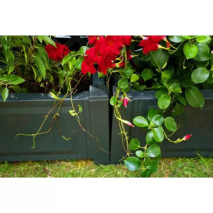 KHW Pflanzkasten - Außenmaß (L x B x H): 100 x 43 x 140 cm, Kunststoff, Anthrazit, Mit Zentralspalier, 2 Stk. - Dunkelgraue modulare Pflanzgefäße mit leuchtend roten Blütenpflanzen in einer Gartenumgebung.