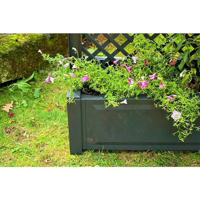 KHW Pflanzkasten - Außenmaß (L x B x H): 100 x 43 x 140 cm, Kunststoff, Anthrazit, Mit Zentralspalier, 2 Stk. - Ein grauer Pflanzkasten mit Rankgitter, bepflanzt mit üppigen, rosafarbenen Blüten, steht auf einem grünen Rasen.