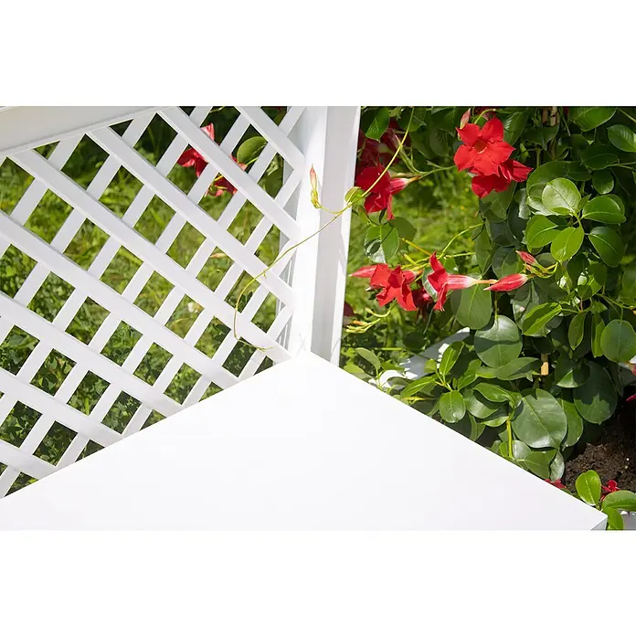 KHW Gartenbank Kopenhagen - B x T x H: 174 x 49 x 139 cm, Weiß - Nahaufnahme einer weißen Gartenlaube mit roter Mandevilla-Blume, die sich um die Gitterstruktur windet und die Schönheit des Gartens unterstreicht.