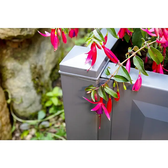 KHW Pflanzkasten - Außenmaß (L x B x H): 43 x 43 x 41 cm, Kunststoff, Grau - Nahaufnahme eines grauen Pflanzgefäßes mit leuchtend pinkfarbenen Fuchsienblüten und grünen Blättern, die elegant über den Rand hängen.