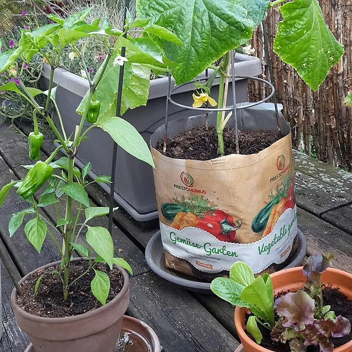 Presto Humus Spezialerde Gemüse-Garten - 18 l, Torffrei - Pflanzgefäße mit Gemüsepflanzen wie Paprika, Gurke und Salat auf einer Holzterrasse.
