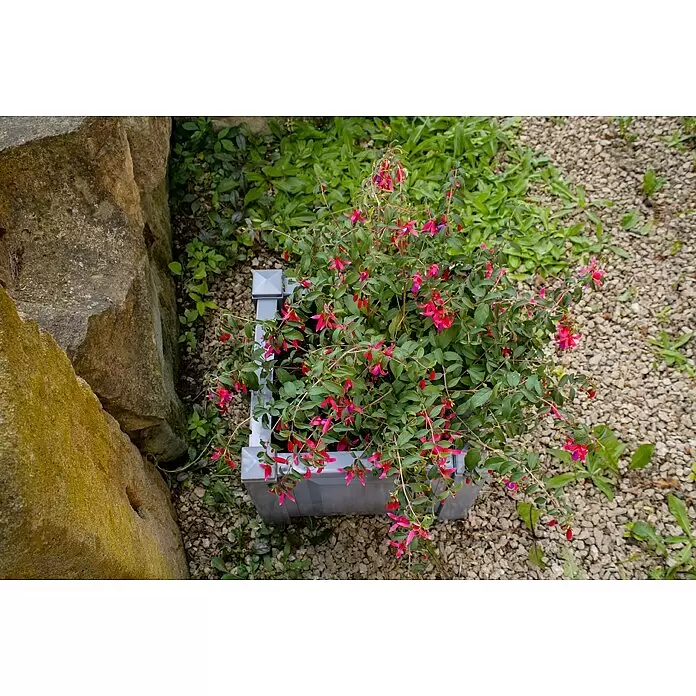 KHW Pflanzkasten - Außenmaß (L x B x H): 43 x 43 x 41 cm, Kunststoff, Grau - Grauer Kunststoff-Pflanzkübel gefüllt mit leuchtend pinken Fuchsienblüten, draußen neben einem Felsen platziert.