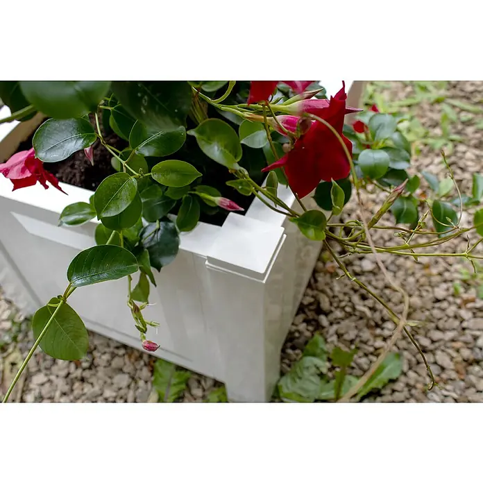KHW Pflanzkasten - Außenmaß (L x B x H): 43 x 43 x 41 cm, Kunststoff, Weiß - Nahaufnahme einer Mandevilla-Pflanze mit roten Blüten in einem eleganten, weißen Pflanzgefäß, ideal für Garten und Terrasse.