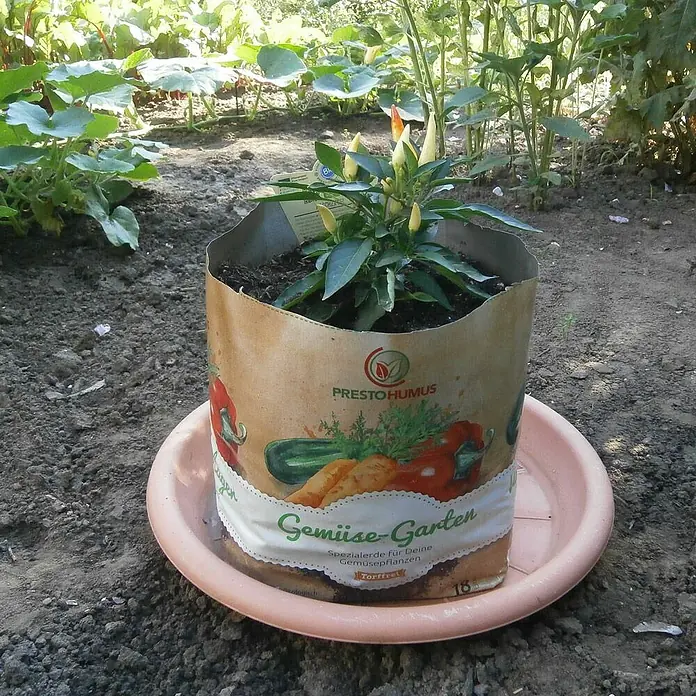 Presto Humus Spezialerde Gemüse-Garten - 18 l, Torffrei - Gemüse-Garten: Der Presto Humus Topf mit bunten Gemüsesorten bepflanzt, steht auf einer rosa Untertasse im Garten.