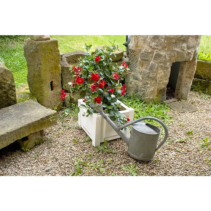 KHW Pflanzkasten - Außenmaß (L x B x H): 43 x 43 x 41 cm, Kunststoff, Weiß - Ein Gartenstillleben mit einer roten Mandevilla in einem weißen Pflanzgefäß und einer Zinkgießkanne auf einem Kiesweg.
