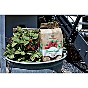 Presto Humus Spezialerde Beeren-Traum (18 l, Torffrei) | BAUHAUS