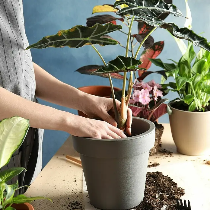 Presto Humus Blumenerde - 10 l, Torffrei - Eine Person pflanzt eine Zimmerpflanze in einen grauen Topf um, während andere Pflanzen im Hintergrund stehen.