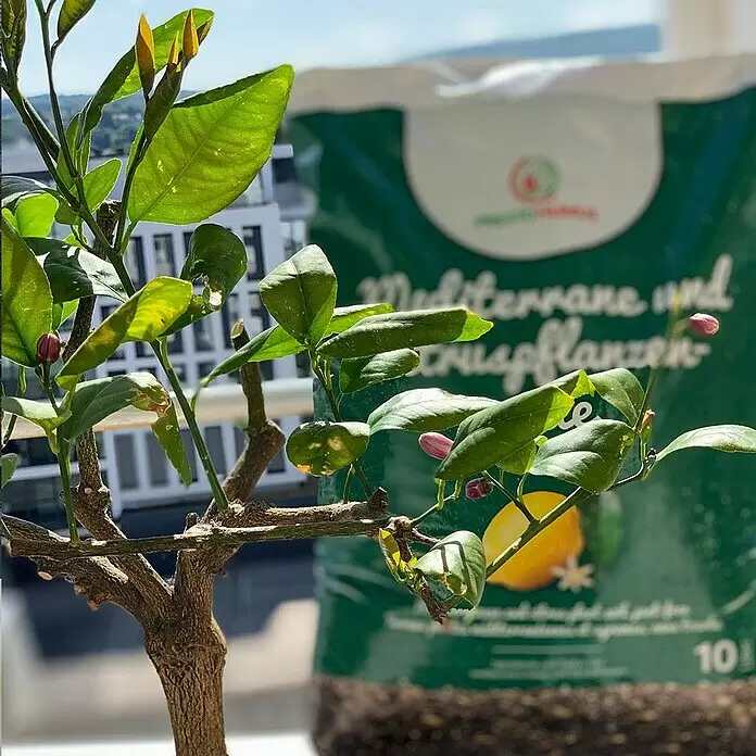 Presto Humus Mediterranpflanzenerde - 10 l - Grüne Erdsack für mediterrane und Zitruspflanzen, neben einer Zitronenpflanze mit rosafarbenen Blütenknospen.
