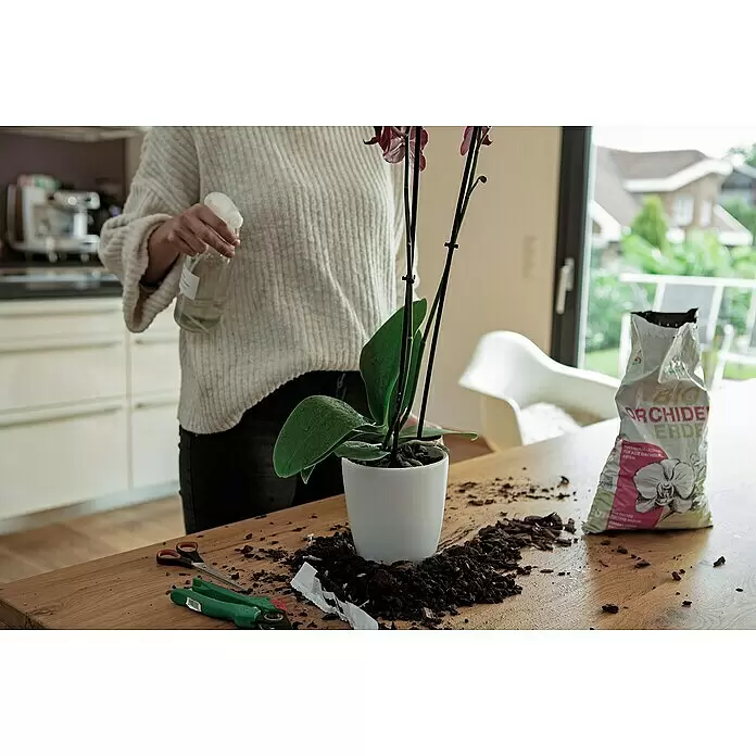 Presto Humus Bio Orchideenerde - 5 l - Person besprüht eine Orchidee, die umgetopft wird. Beutel mit Orchideenerde und Rinde auf Holztisch.