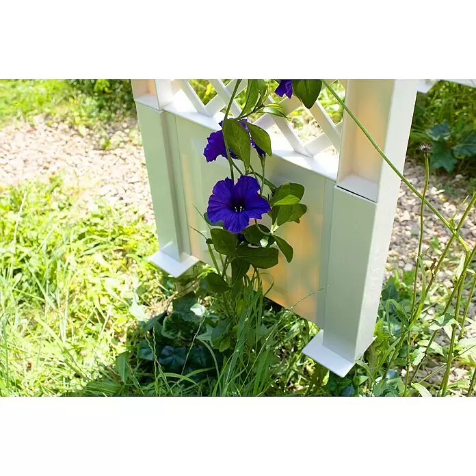 KHW Rosenbogen - Weiß, 100 x 43 x 207 cm - Weißes Gartenrankgitter mit dunkelvioletten Blumen.