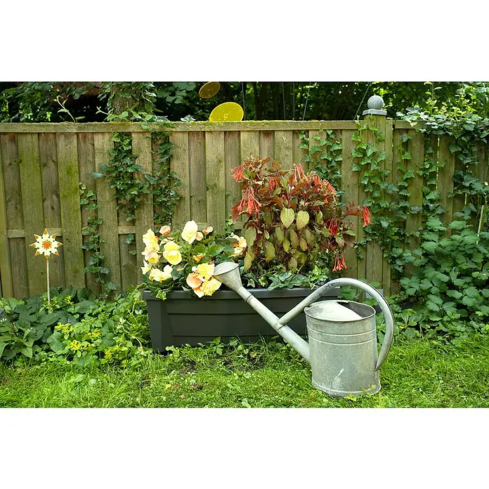 KHW Pflanzkasten Calypso - Außenmaß (L x B x H): 79 x 35 x 33 cm, Kunststoff, Anthrazit, Ohne Rankgitter - Eine Zinkgießkanne steht vor einem Pflanzkasten mit blühenden Blumen, im Hintergrund ein rustikaler Holzzaun mit Efeu bewachsen.