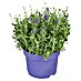 Piardino Lavendel 