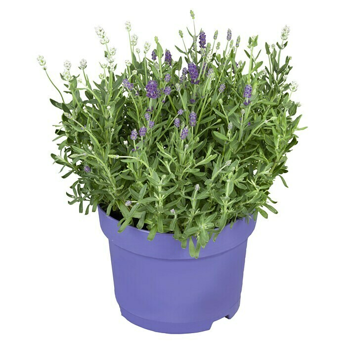 Piardino Lavendel (Lavandula angustifolia 'Premium Provence', Potmaat: 19 cm, Violetblauwe) | BAUHAUS