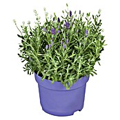 Piardino Lavendel (Lavandula angustifolia 'Premium Provence', Potmaat: 19 cm, Violetblauwe) | BAUHAUS