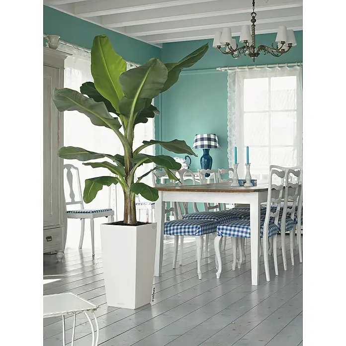 Lechuza Color Pflanzsäule eckig Cubico - Außenmaß (L x B x H): 30 x 30 x 56 cm, Kunststoff, Weiß - Ein großer Bananenbaum in einem weißen Pflanzgefäß von Lechuza ist das zentrale Element in einem hellen, stilvollen Esszimmer.