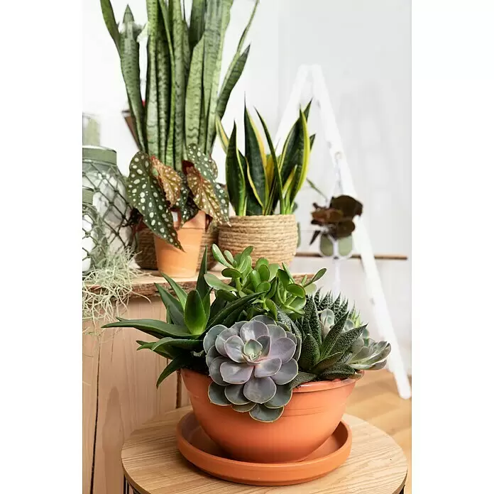 Piardino EcheverieEcheveria pulidonis, Topfgröße: 12 cm, Grün/Grau/Rot