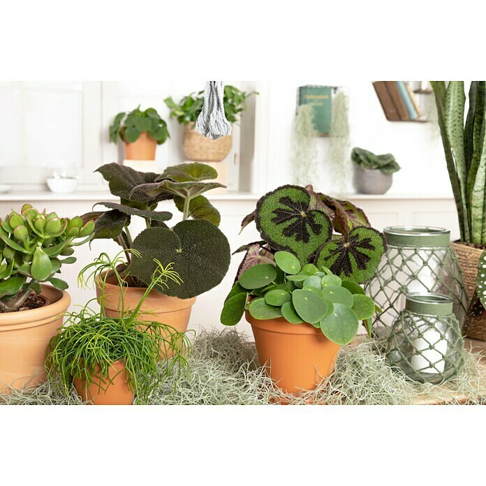 Pilea rotundifolia 15