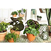 Pilea rotundifolia 15