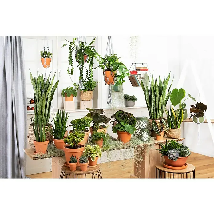 Piardino Bogenhanf - Sansevieria zeylancia, Topfgröße: 24 cm, Grün/Gelb - Eine Vielzahl von Zimmerpflanzen in verschiedenen Töpfen und Größen, arrangiert auf einem Holztisch und Regalen, schaffen eine grüne, lebendige Atmosphäre.