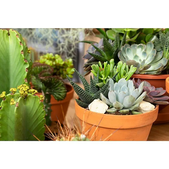 Piardino EcheverieEcheveria pulidonis, Topfgröße: 12 cm, Grün/Grau/Rot - Eine Nahaufnahme von verschiedenen Sukkulenten in Terrakotta-Töpfen, die eine Vielzahl von Texturen und Formen zeigen.