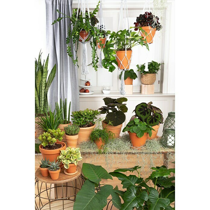 Piardino Fensterblatt Monstera 'Minima' (Monstera delociosa 'Minima', Topfgröße: 15 cm) | BAUHAUS