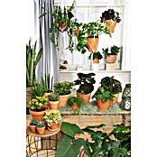 Piardino Fensterblatt Monstera 'Minima' (Monstera delociosa 'Minima', Topfgröße: 15 cm) | BAUHAUS