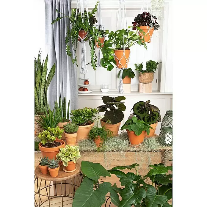 Piardino Fensterblatt Monstera 'Minima' - Monstera delociosa 'Minima', Topfgröße: 15 cm - Stimmungsaufnahme