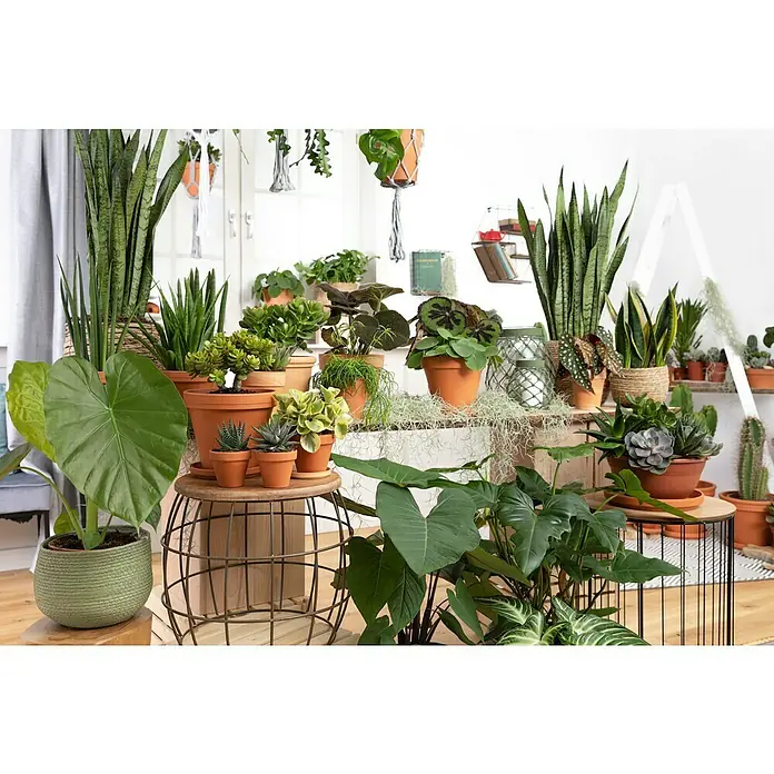 Piardino ElefantenohrAlocasia gageana, Topfgröße: 21 cm - Eine üppige Sammlung von Zimmerpflanzen in Töpfen, die auf verschiedenen Ebenen angeordnet sind und eine grüne, lebendige Atmosphäre schaffen.