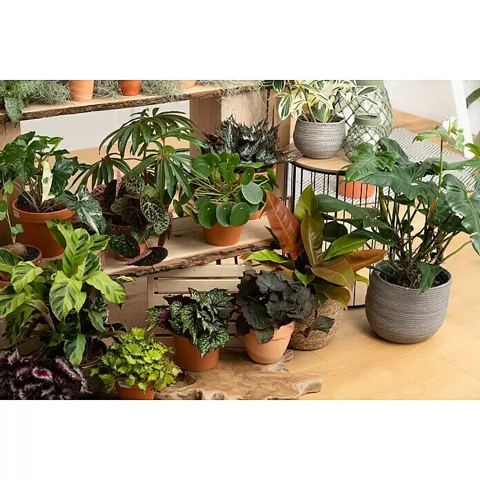 Piardino Baumfreund - Philodendron hybriden 'Prince of Orange', Topfgröße: 17 cm - Stimmungsaufnahme