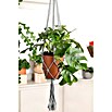 Piardino Fensterblatt Monstera 'Minima' (Monstera delociosa 'Minima', Topfgröße: 15 cm) | BAUHAUS