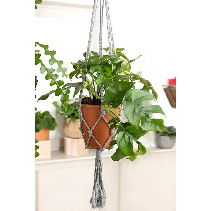 Piardino Fensterblatt Monstera 'Minima' (Monstera delociosa 'Minima', Topfgröße: 15 cm) | BAUHAUS