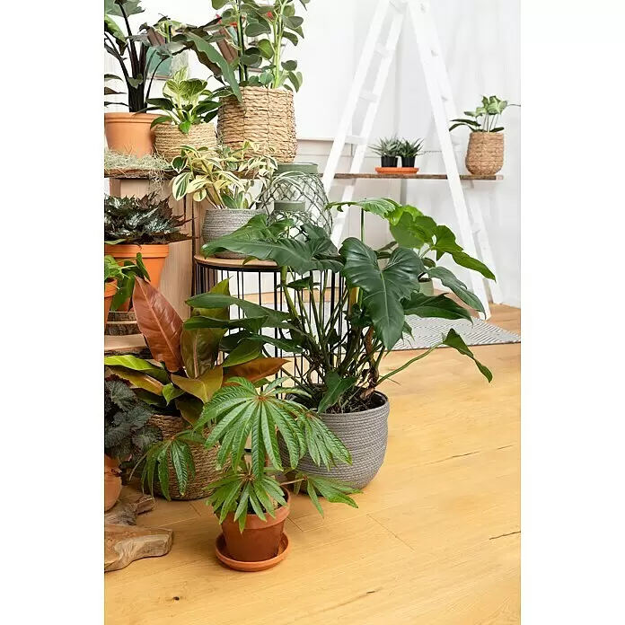 Piardino Baumfreund - Philodendron hybriden 'Prince of Orange', Topfgröße: 17 cm - Stimmungsaufnahme