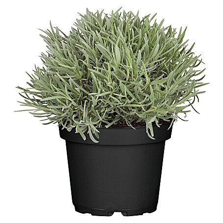 Piardino Lavendel (Lavandula angustifolia 'Premium Provence', Topfgröße: 19 cm, Violettblau)