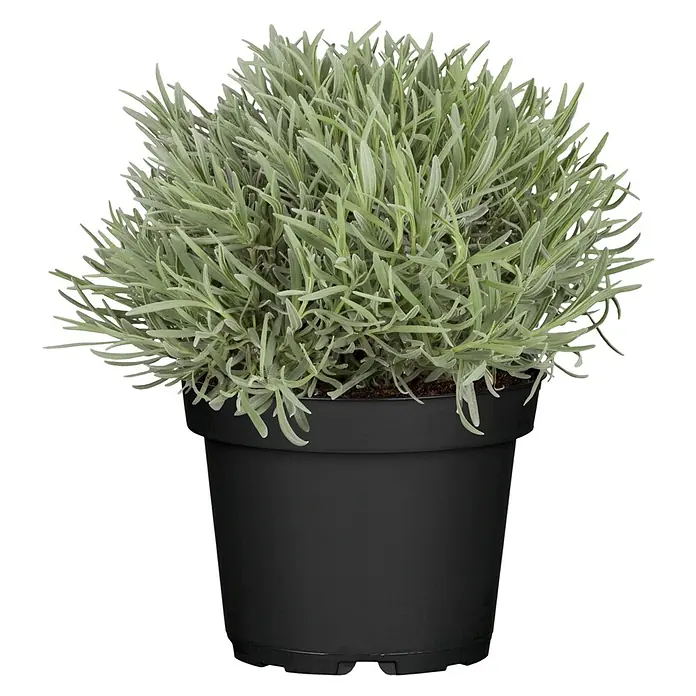 Piardino Lavendel - Lavandula angustifolia 'Premium Provence', Topfgröße: 19 cm, Violettblau - Ein Lavendelbusch in einem schwarzen Topf. Die Pflanze hat viele kleine, gräuliche Blätter und wirkt dicht und buschig.