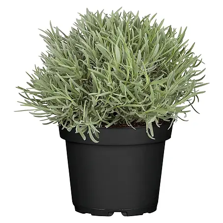 Piardino  Lavendel
