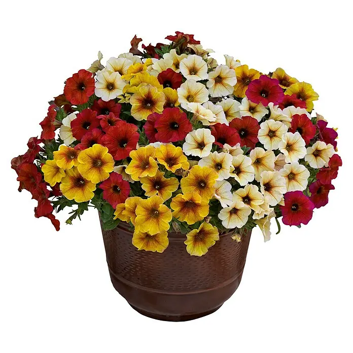 Petunia - Petunia Petchoa 'BeautiCal', Tamaño de maceta: 12 cm, Colores surtidos - Primer plano de una maceta llena de vibrantes petunias en rojo, amarillo y blanco. Las flores de petunia están en plena floración.