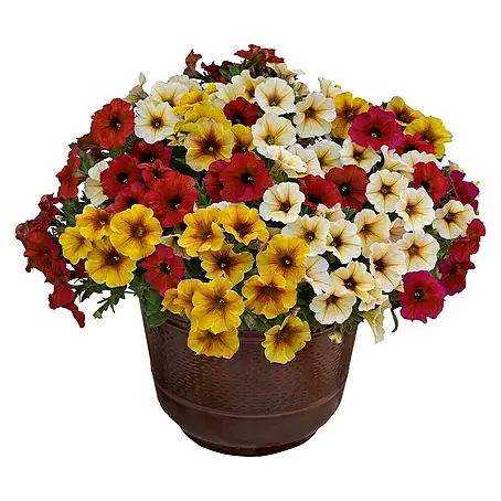 Petunia