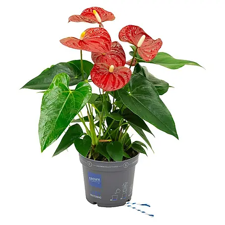 Piardino  Flamingoblume