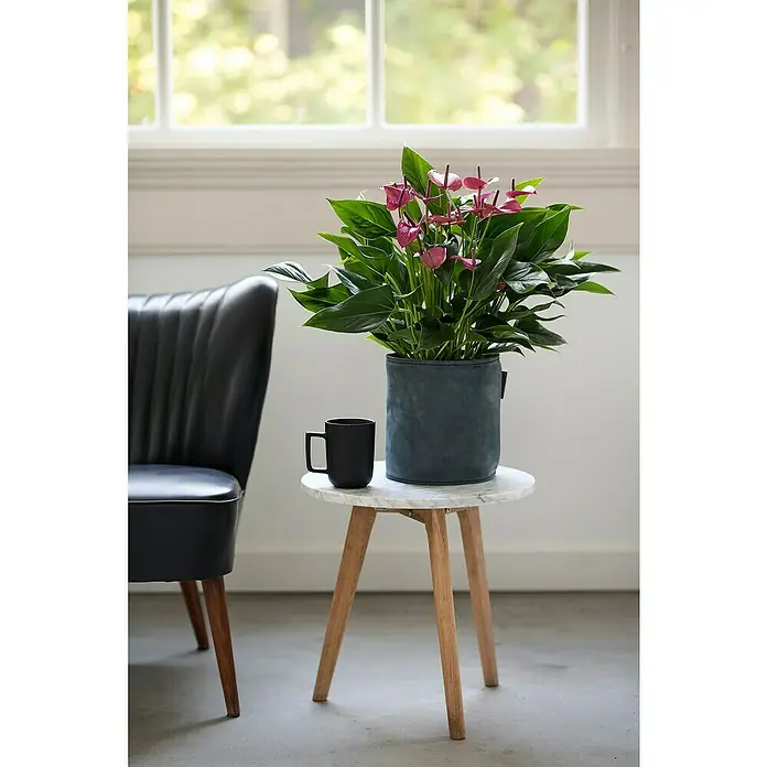 Piardino Flamingoblume - Anthurium andreanum, Topfgröße: 12 cm, Dunkellila - Zimmerpflanze Anthurie mit rosa Blüten in blauem Topf auf Beistelltisch mit Kaffeetasse neben einem schwarzen Stuhl.