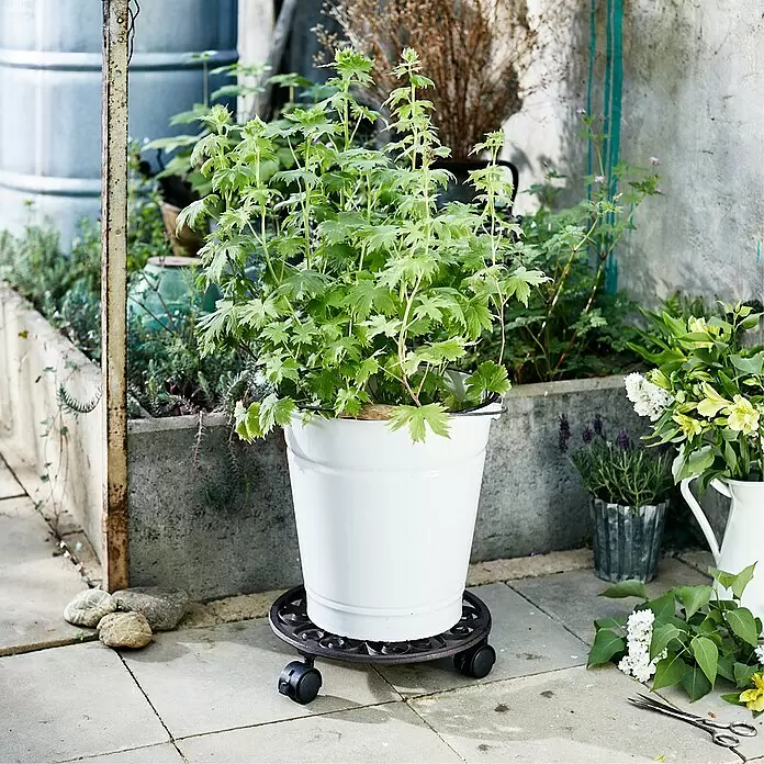 Wagner System Pflanzenroller Ferrum - Rund, Max. Belastung: 50 kg - Ein verzierter schwarzer Pflanzenroller aus Metall stützt einen großen weißen Blumentopf auf einer Terrasse.