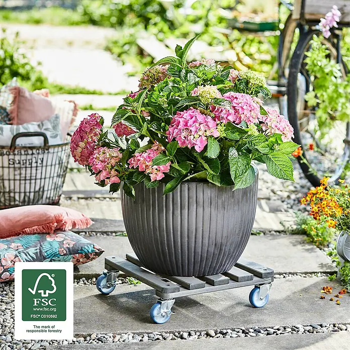 Wagner System Pflanzenroller - L x B x H: 40 x 40 x 12 cm, Holz, Grau, Max. Belastung: 200 kg - Das Bild zeigt einen Topf mit rosa Hortensien, der auf einem hölzernen Rollbrett steht, im Garten.