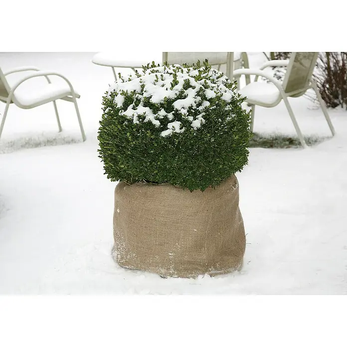 Floraworld Classic Jute-Gewebematte - Natur, 500 cm - Eine Kugel Buchsbaum ist in Jute gehüllt und mit Schnee bedeckt, um vor den Winterelementen geschützt zu werden.