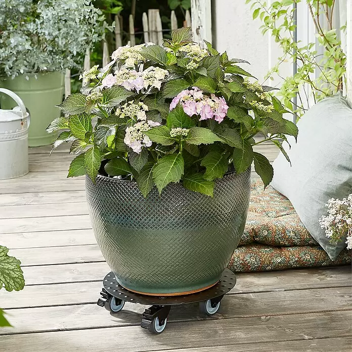 Wagner System Pflanzenroller - Durchmesser: 30 cm, Aluminium, Schwarz, Max. Belastung: 150 kg - Runder schwarzer Pflanzenroller aus Metall mit Rädern, trägt einen großen grünen Topf mit rosa Hortensie auf Holzdeck.