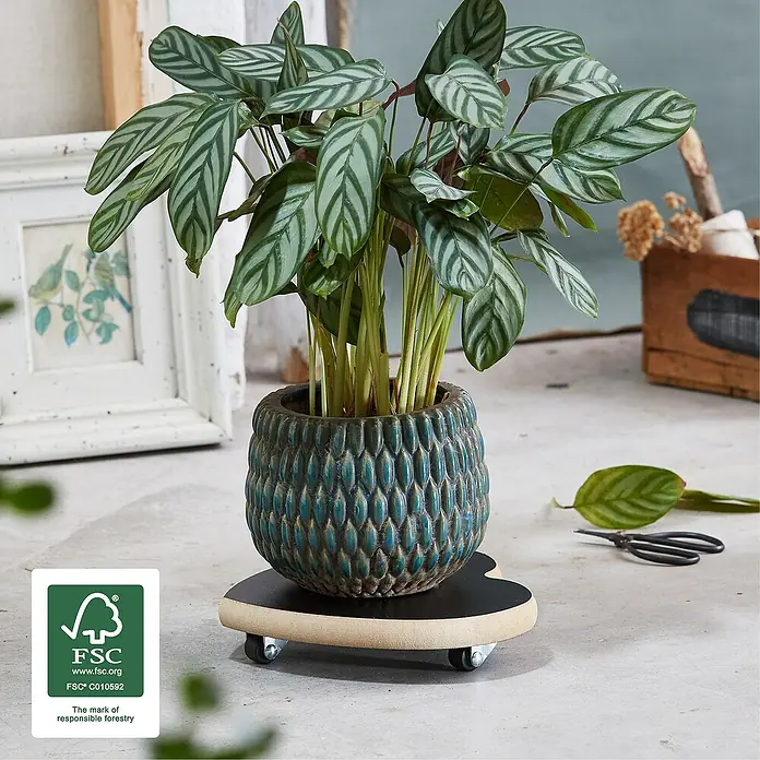 Wagner System Pflanzenroller - 20 cm, Holz, Schwarz, Max. Belastung: 50 kg - Dekorative Calathea-Pflanze in einem strukturierten Topf auf einem Pflanzenroller, ideal für jeden Raum.
