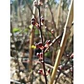 Pflaumenbaum Trailblazer (Prunus cerasifera, Erntezeit: September) | BAUHAUS